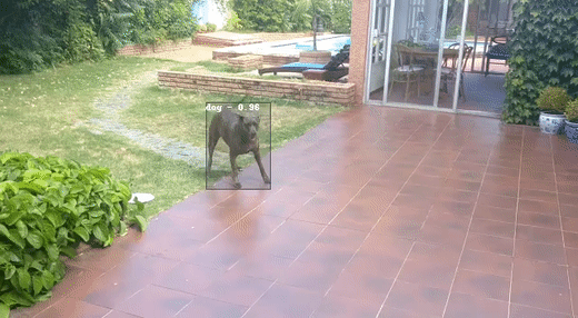 Video of Luminoth applied to dog playing fetch.